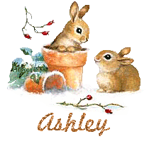 lapin21001