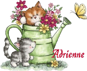 2chatons21047