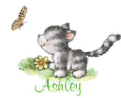 butterfly-cat21048