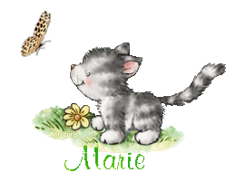 butterfly-cat21048