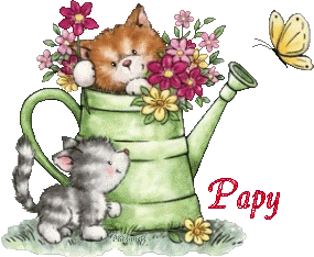2chatons21047