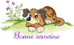 dog5