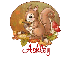 squirrel-25105
