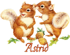squirrel-20117