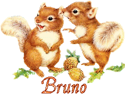 squirrel-20117