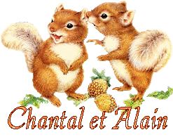 squirrel-20117