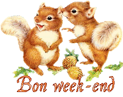 squirrel-20117