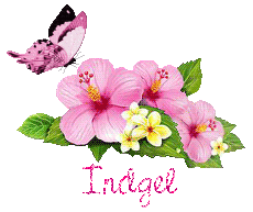 papillons-25071