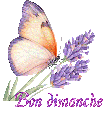 papillons-25050