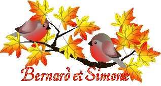 bird-23107