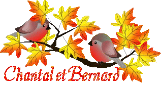 bird-23107