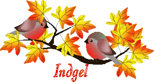 bird-23107