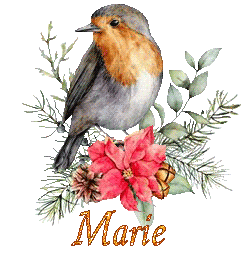 bird-22138