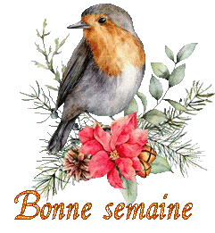 bird-22138