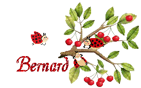 cerises2080